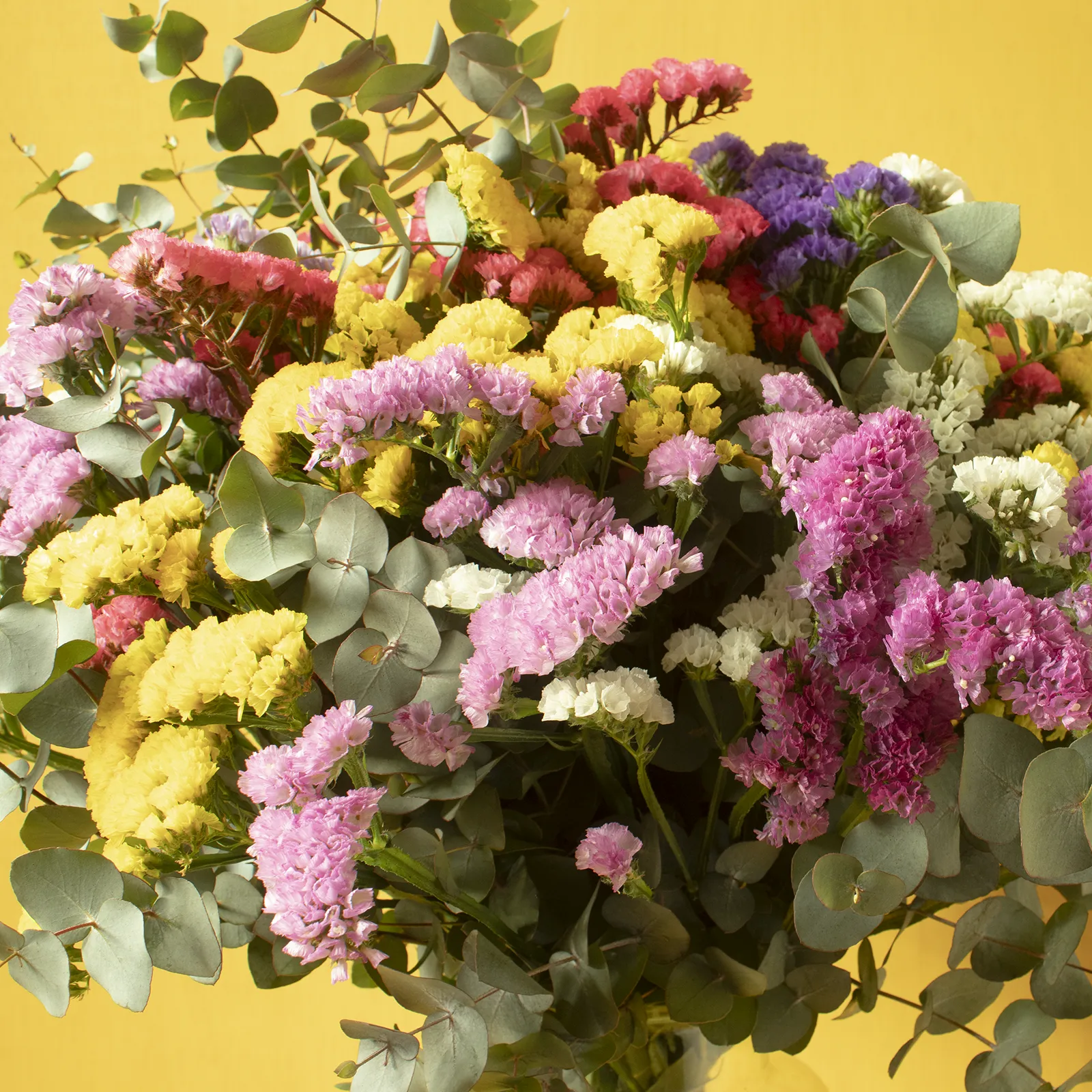 Sempri. Ramo de siemprevivas. Flores de larga duración que secan muy bien. - Imagen 2